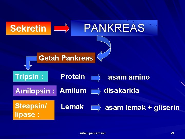 Sekretin PANKREAS Getah Pankreas Tripsin : Protein asam amino Amilopsin : Amilum disakarida Steapsin/