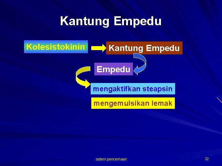 Kantung Empedu Kolesistokinin Kantung Empedu mengaktifkan steapsin mengemulsikan lemak sistem pencernaan 32 