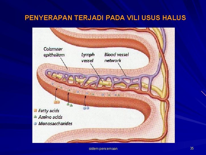 PENYERAPAN TERJADI PADA VILI USUS HALUS sistem pencernaan 35 