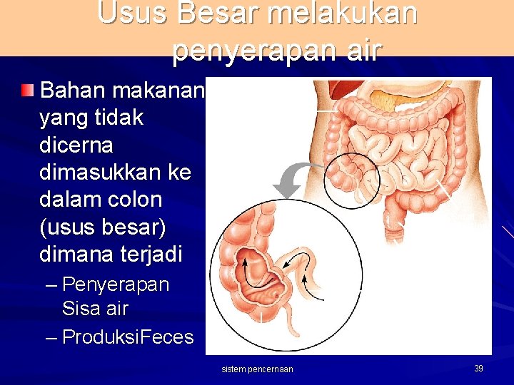 Usus Besar melakukan penyerapan air Bahan makanan yang tidak dicerna dimasukkan ke dalam colon