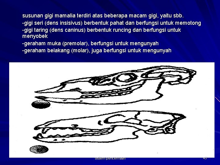 susunan gigi mamalia terdiri atas beberapa macam gigi, yaitu sbb. -gigi seri (dens insisivus)