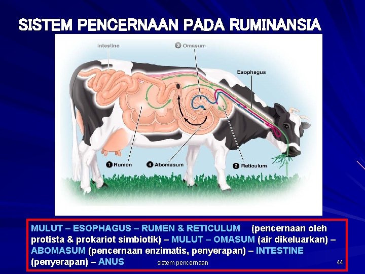 SISTEM PENCERNAAN PADA RUMINANSIA MULUT – ESOPHAGUS – RUMEN & RETICULUM (pencernaan oleh protista