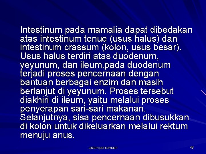 Intestinum pada mamalia dapat dibedakan atas intestinum tenue (usus halus) dan intestinum crassum (kolon,