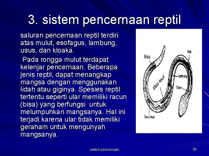 3. sistem pencernaan reptil saluran pencernaan reptil terdiri atas mulut, esofagus, lambung, usus, dan