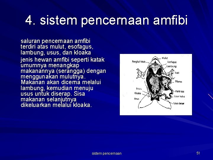 4. sistem pencernaan amfibi saluran pencernaan amfibi terdiri atas mulut, esofagus, lambung, usus, dan