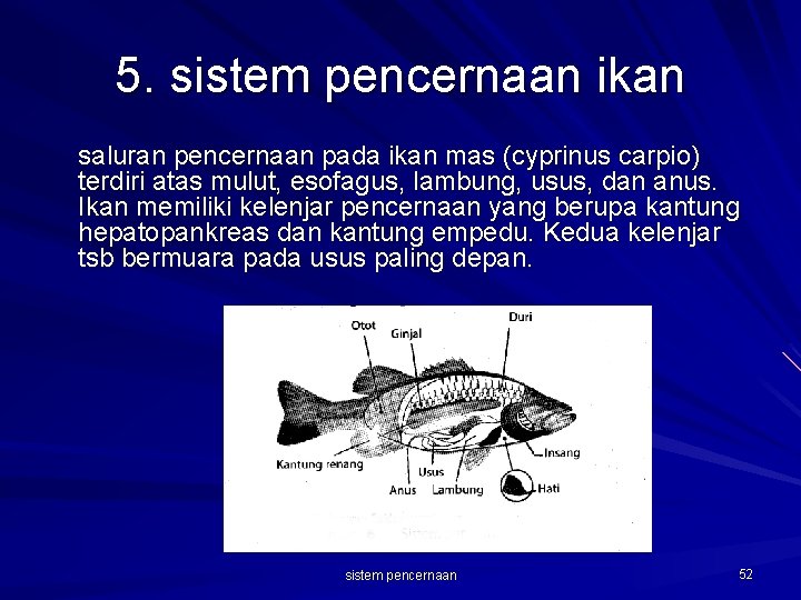 5. sistem pencernaan ikan saluran pencernaan pada ikan mas (cyprinus carpio) terdiri atas mulut,