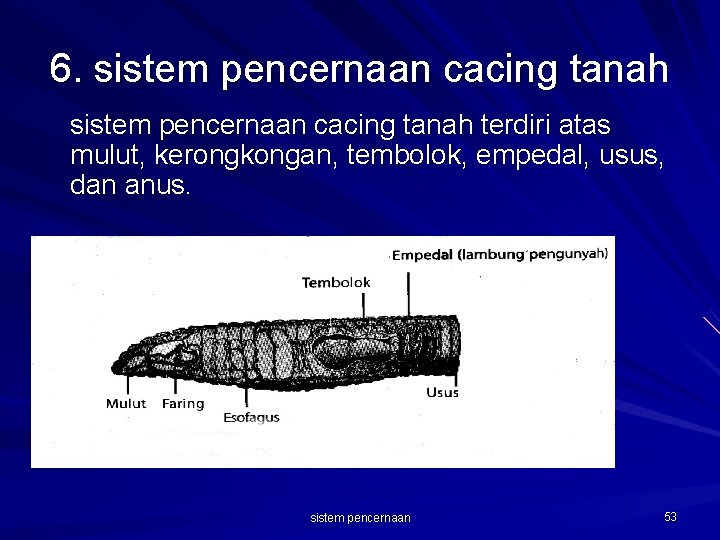 6. sistem pencernaan cacing tanah terdiri atas mulut, kerongkongan, tembolok, empedal, usus, dan anus.