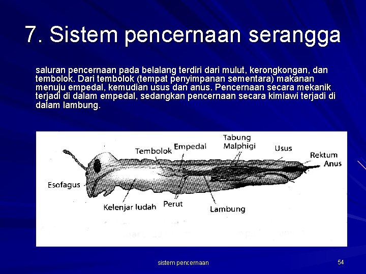7. Sistem pencernaan serangga saluran pencernaan pada belalang terdiri dari mulut, kerongkongan, dan tembolok.