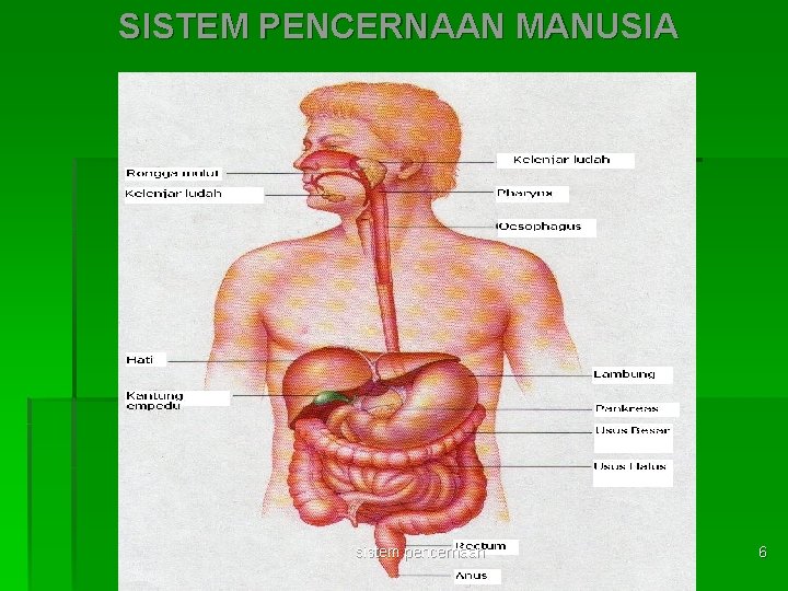 SISTEM PENCERNAAN MANUSIA sistem pencernaan 6 