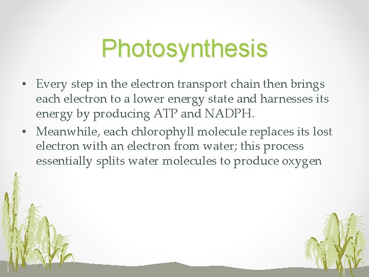Photosynthesis • Every step in the electron transport chain then brings each electron to