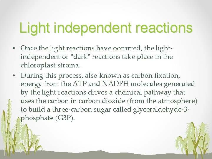 Light independent reactions • Once the light reactions have occurred, the lightindependent or "dark"