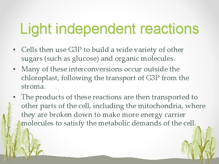 Light independent reactions • Cells then use G 3 P to build a wide