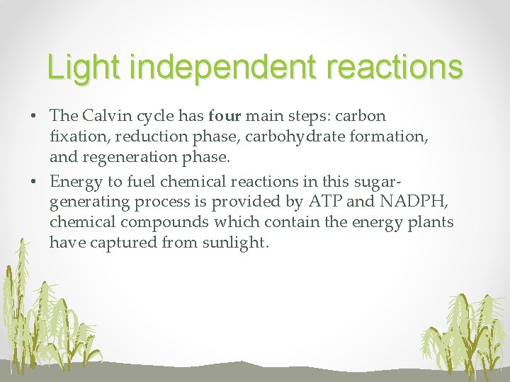 Light independent reactions • The Calvin cycle has four main steps: carbon fixation, reduction