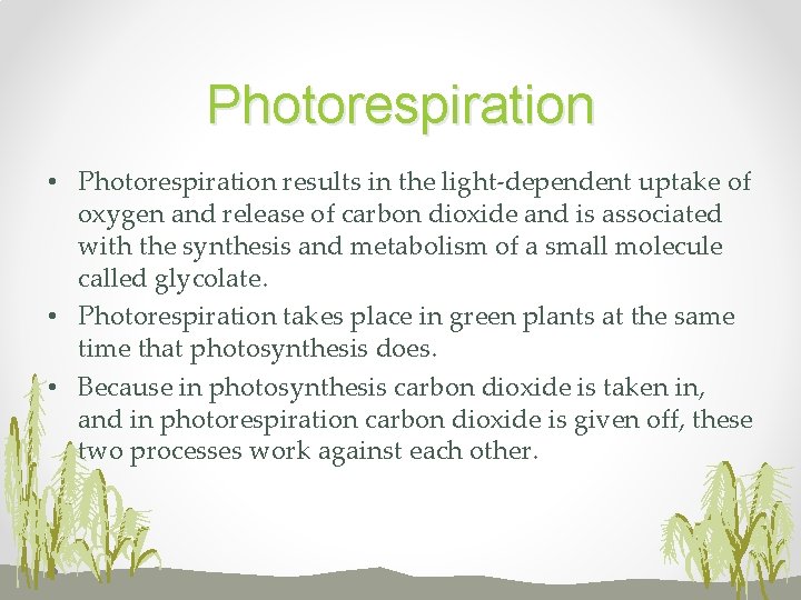 Photorespiration • Photorespiration results in the light-dependent uptake of oxygen and release of carbon