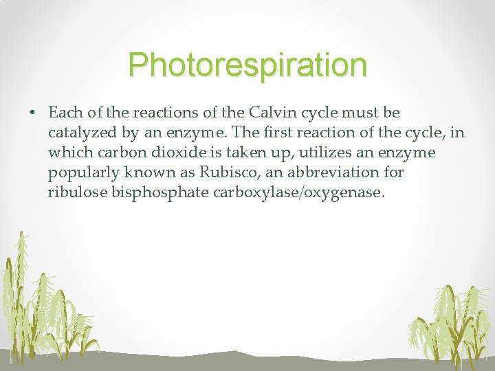 Photorespiration • Each of the reactions of the Calvin cycle must be catalyzed by
