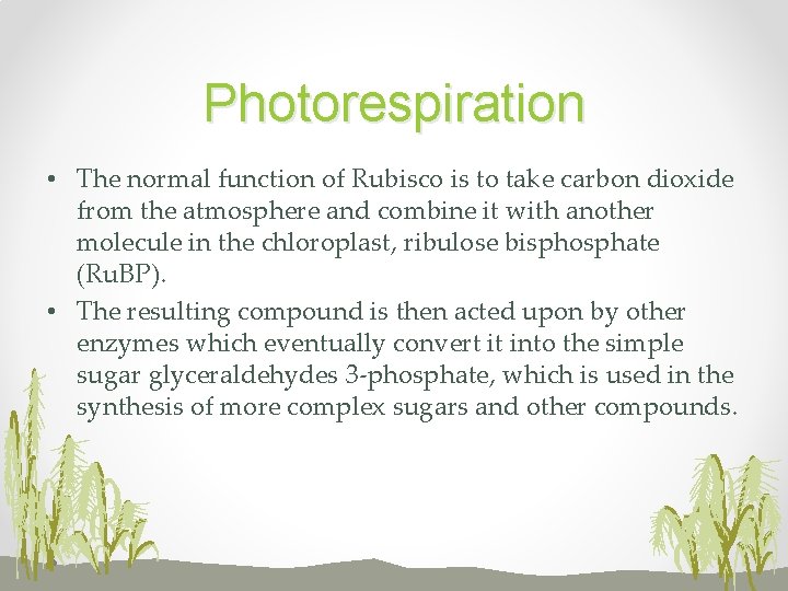 Photorespiration • The normal function of Rubisco is to take carbon dioxide from the