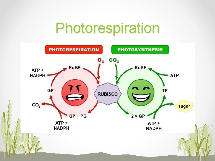 Photorespiration 