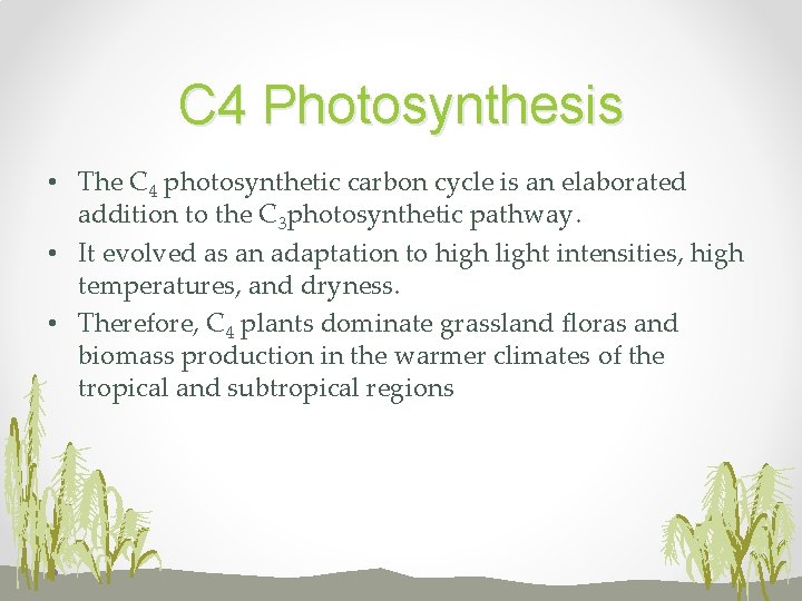 C 4 Photosynthesis • The C 4 photosynthetic carbon cycle is an elaborated addition