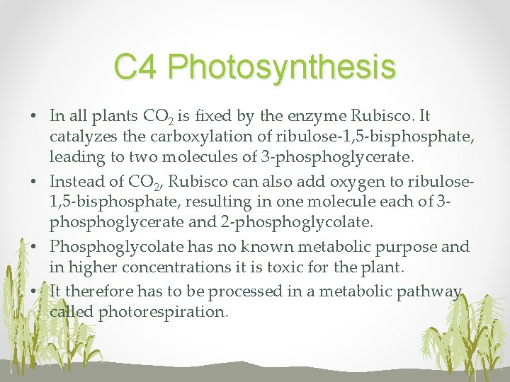 C 4 Photosynthesis • In all plants CO 2 is fixed by the enzyme