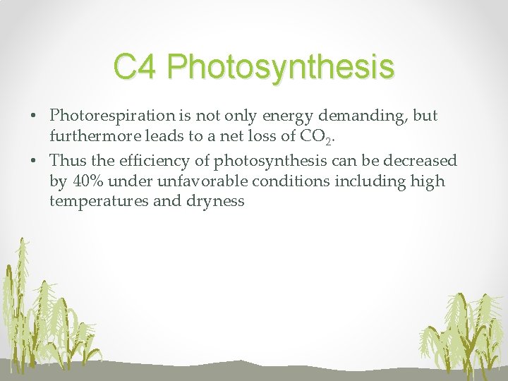 C 4 Photosynthesis • Photorespiration is not only energy demanding, but furthermore leads to