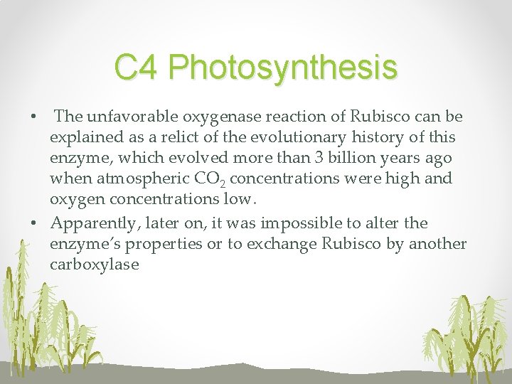 C 4 Photosynthesis • The unfavorable oxygenase reaction of Rubisco can be explained as