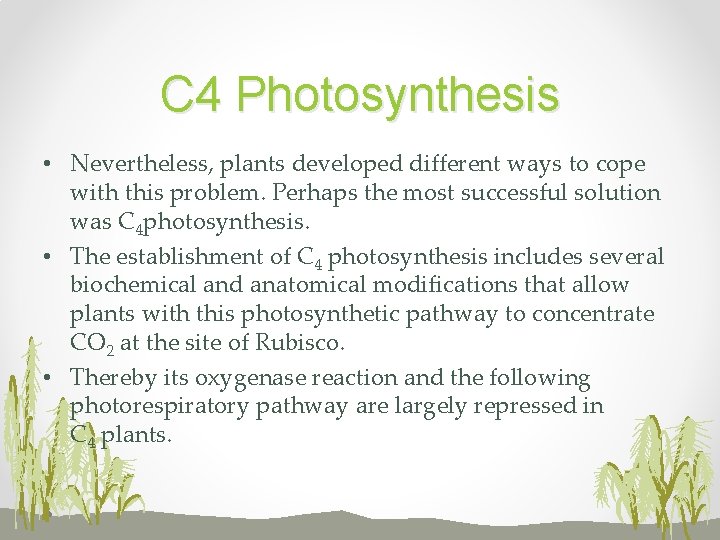 C 4 Photosynthesis • Nevertheless, plants developed different ways to cope with this problem.
