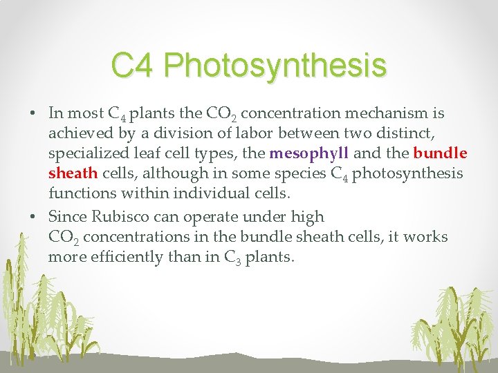 C 4 Photosynthesis • In most C 4 plants the CO 2 concentration mechanism