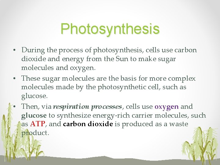 Photosynthesis • During the process of photosynthesis, cells use carbon dioxide and energy from
