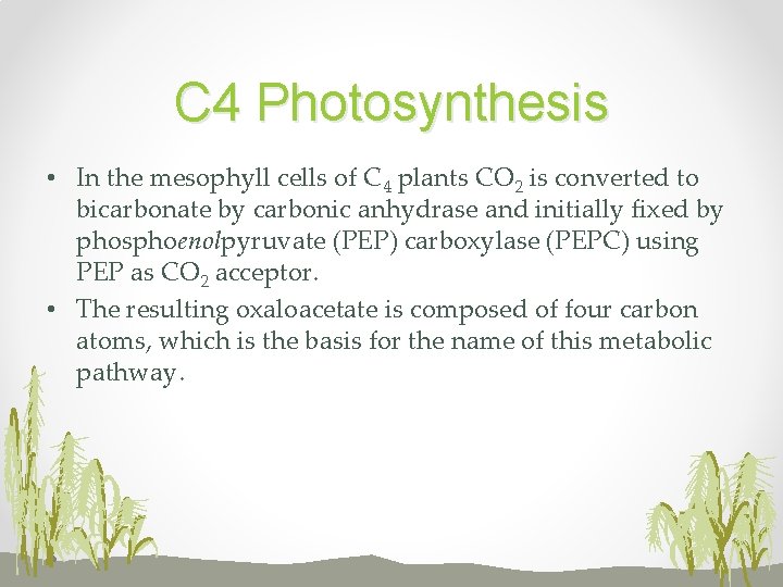 C 4 Photosynthesis • In the mesophyll cells of C 4 plants CO 2