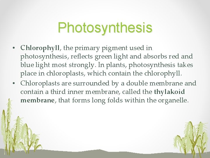 Photosynthesis • Chlorophyll, the primary pigment used in photosynthesis, reflects green light and absorbs