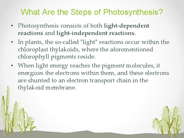 What Are the Steps of Photosynthesis? • Photosynthesis consists of both light-dependent reactions and