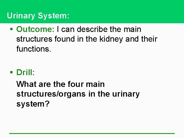 Urinary System: § Outcome: I can describe the main structures found in the kidney