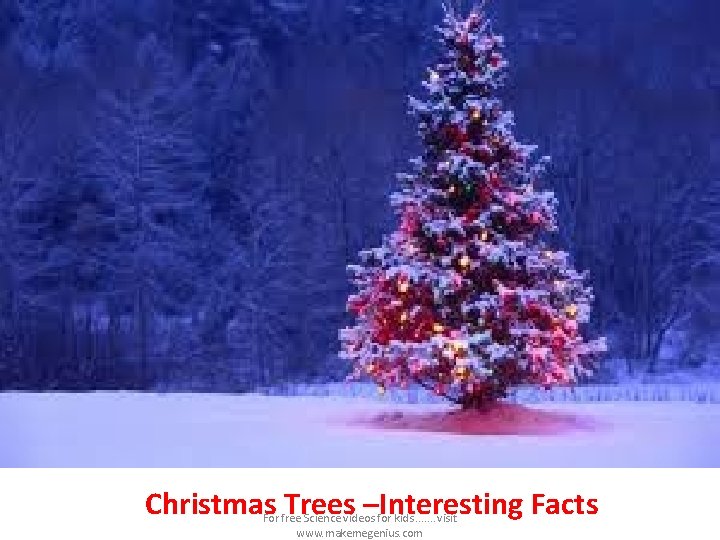 Christmas Trees –Interesting Facts For free Science videos for kids. . . . visit