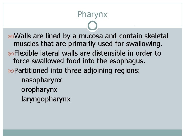 Pharynx Walls are lined by a mucosa and contain skeletal muscles that are primarily