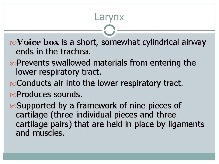 Larynx Voice box is a short, somewhat cylindrical airway ends in the trachea. Prevents