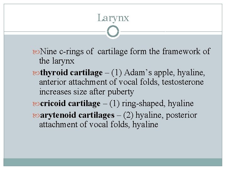 Larynx Nine c-rings of cartilage form the framework of the larynx thyroid cartilage –