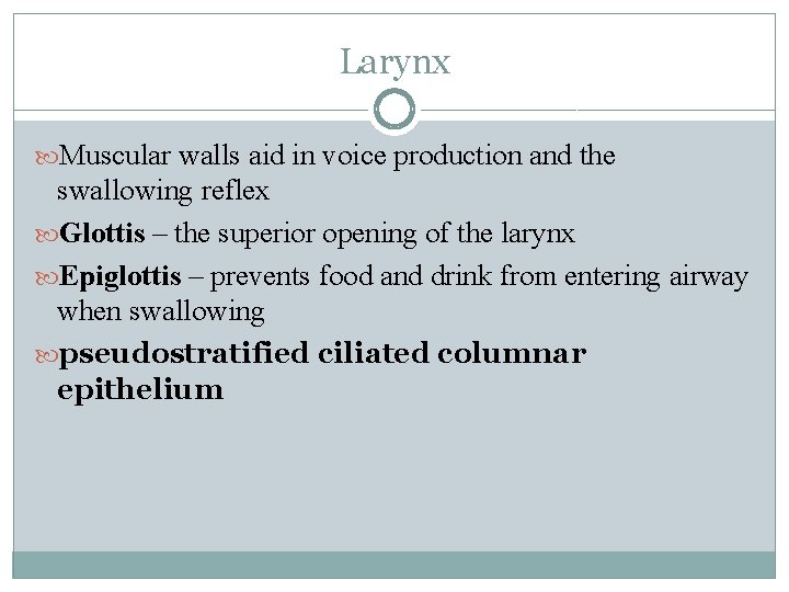 Larynx Muscular walls aid in voice production and the swallowing reflex Glottis – the