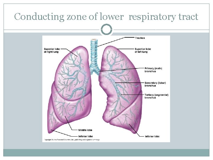 Conducting zone of lower respiratory tract 