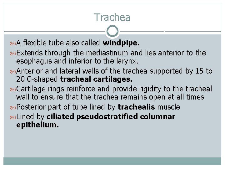 Trachea A flexible tube also called windpipe. Extends through the mediastinum and lies anterior