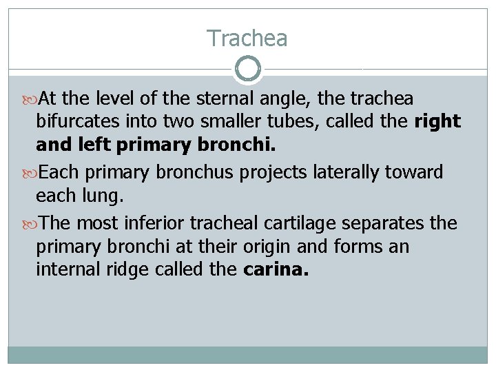 Trachea At the level of the sternal angle, the trachea bifurcates into two smaller