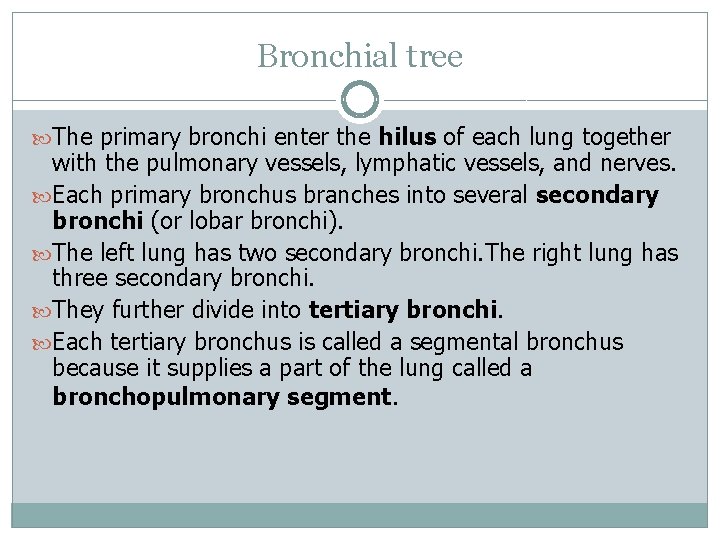 Bronchial tree The primary bronchi enter the hilus of each lung together with the