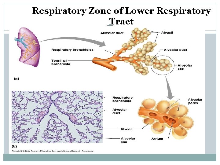 Respiratory Zone of Lower Respiratory Tract 