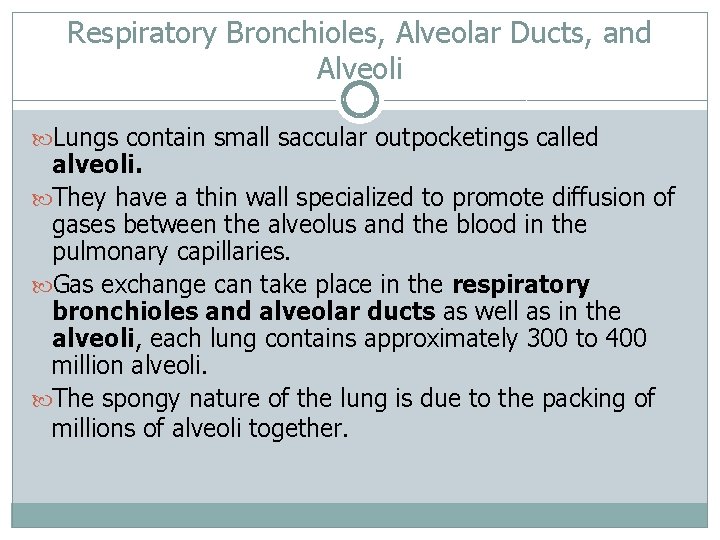 Respiratory Bronchioles, Alveolar Ducts, and Alveoli Lungs contain small saccular outpocketings called alveoli. They