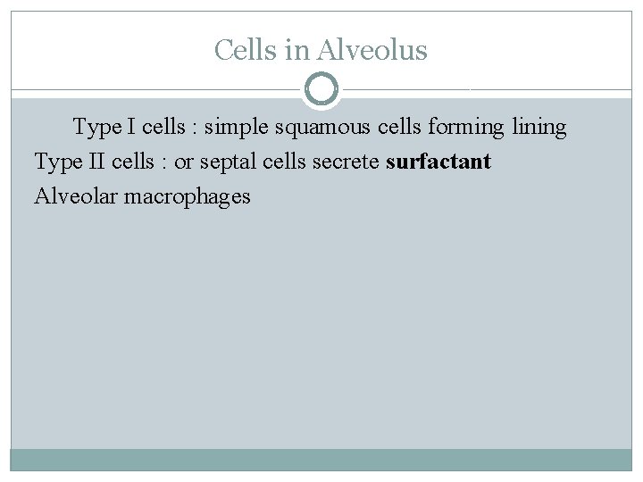 Cells in Alveolus Type I cells : simple squamous cells forming lining Type II