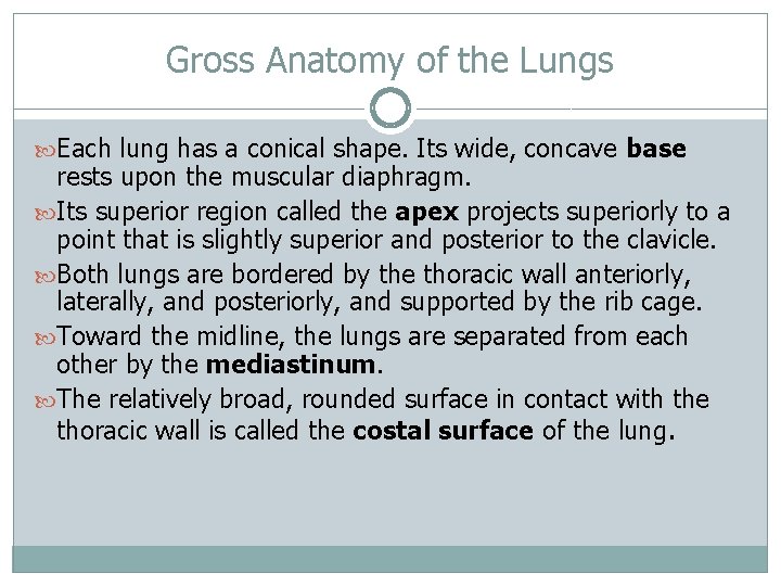 Gross Anatomy of the Lungs Each lung has a conical shape. Its wide, concave