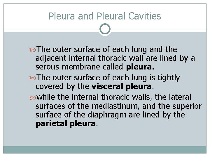 Pleura and Pleural Cavities The outer surface of each lung and the adjacent internal