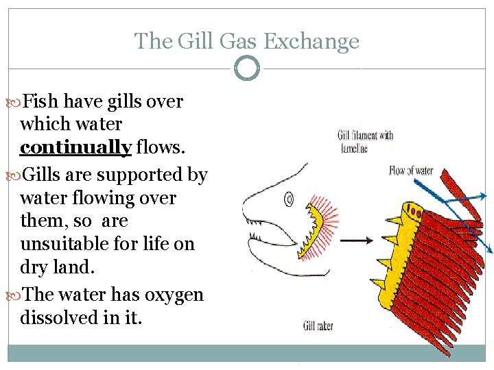 The Gill Gas Exchange Fish have gills over which water continually flows. Gills are