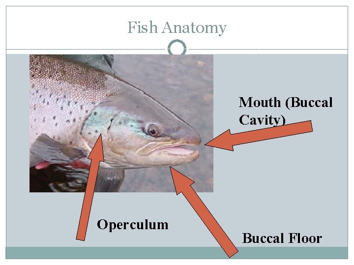 Fish Anatomy Mouth (Buccal Cavity) Operculum Buccal Floor 