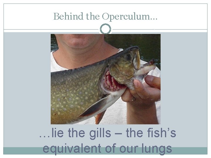 Behind the Operculum… …lie the gills – the fish’s equivalent of our lungs 