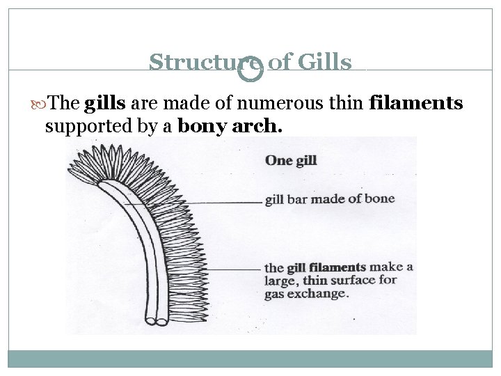 Structure of Gills The gills are made of numerous thin filaments supported by a